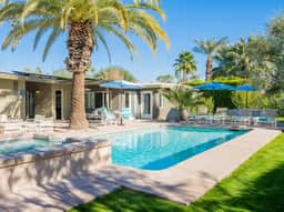 Canary Palms