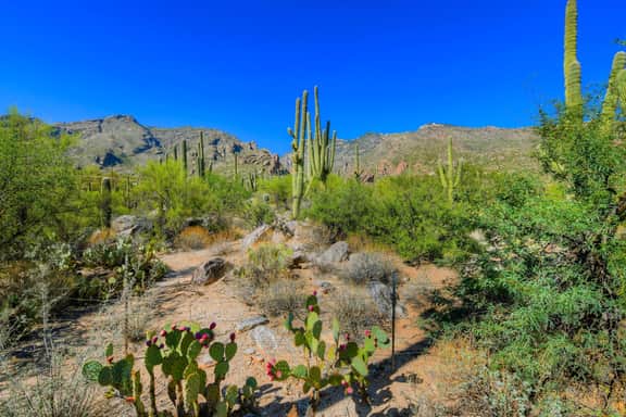Ventana Canyon Retreat